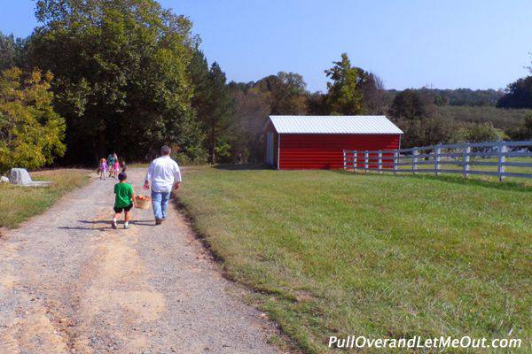 A father and son carrying a basket of apples on a gravel road by a red barn.