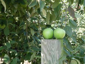 Two Granny Smith apples sitting on a post