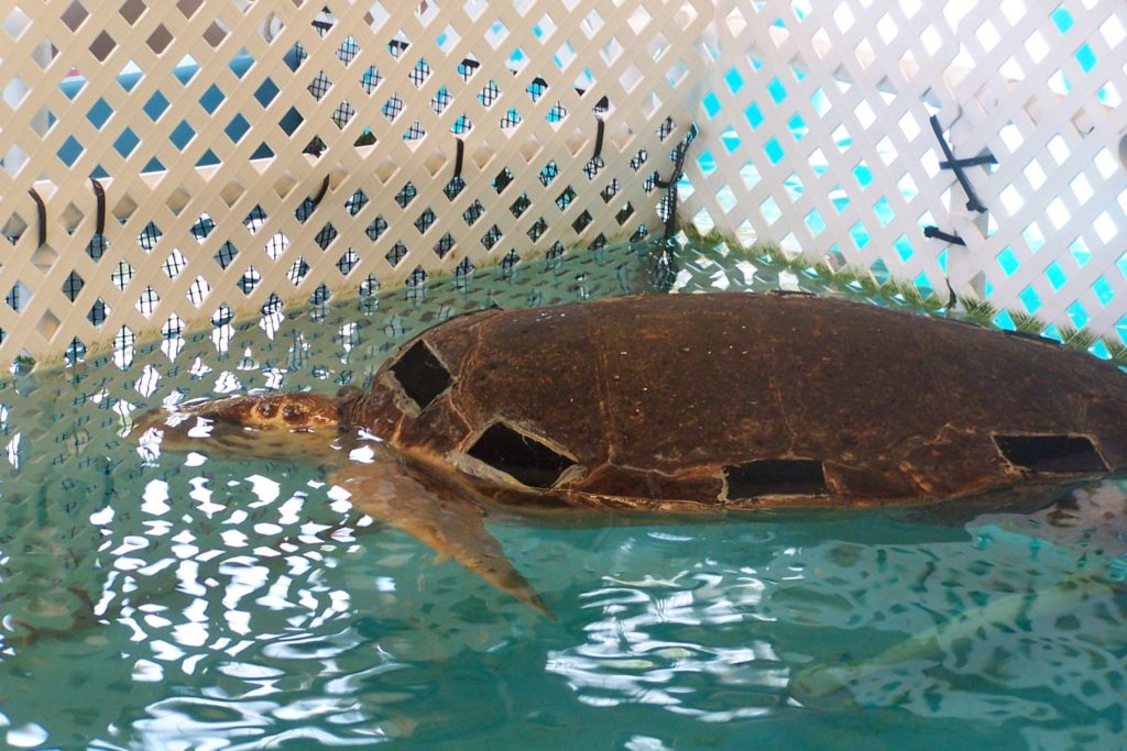 a big sea turtle in a pool