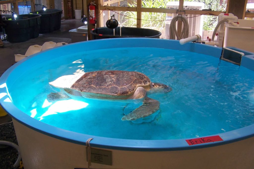 a sea turtle in a swimming pool