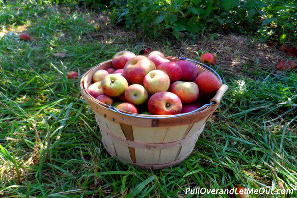 A basket of apples on the grass.
