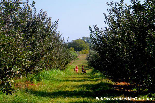 Two children carrying a basket in an apple orchard.