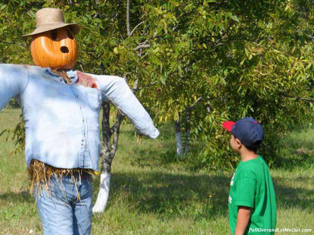 Young boy looking at a scarecrow.