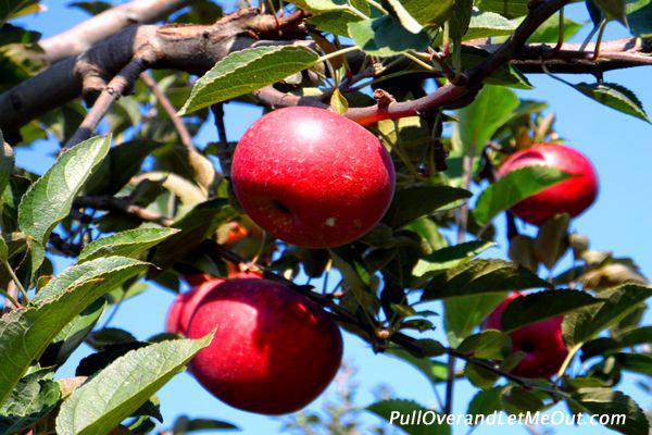 2 red apples on a branch in a tree.