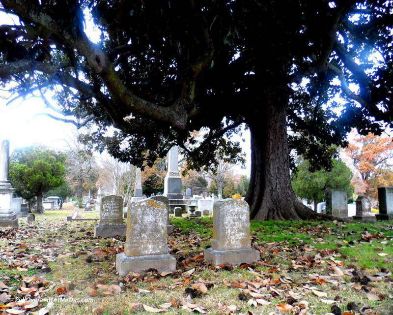 tombstones in a graveyard under a big tree
