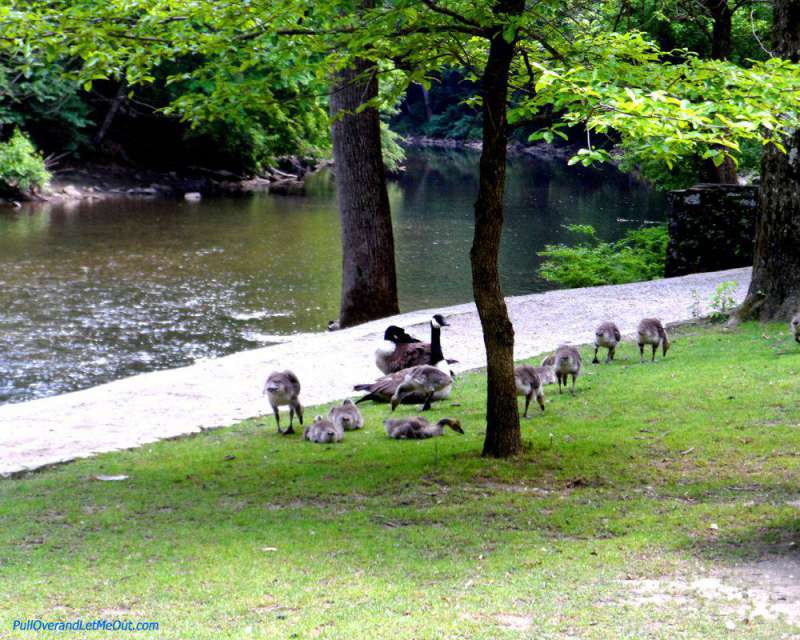 Geese along the banks of the Wissahickon Creek in Philadelphia