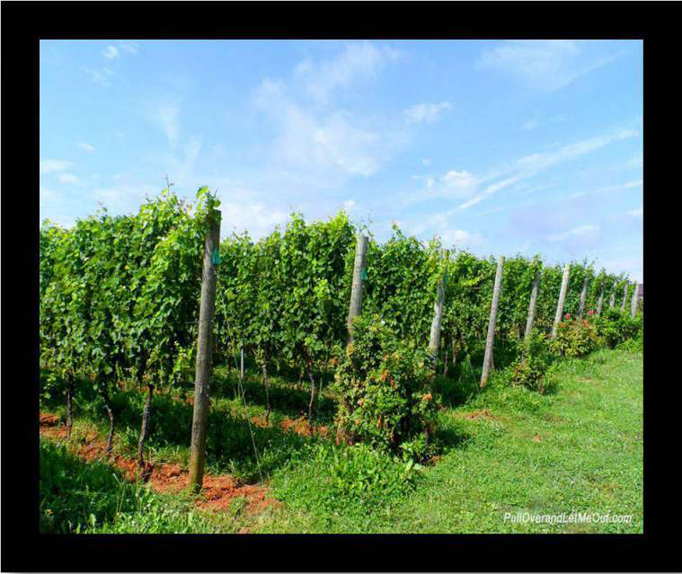 rows and rows of grapevines at Early Mountain Vineyards