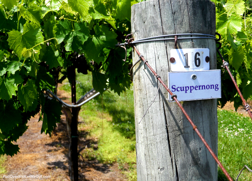 Scuppernong-grapes-at-Benja