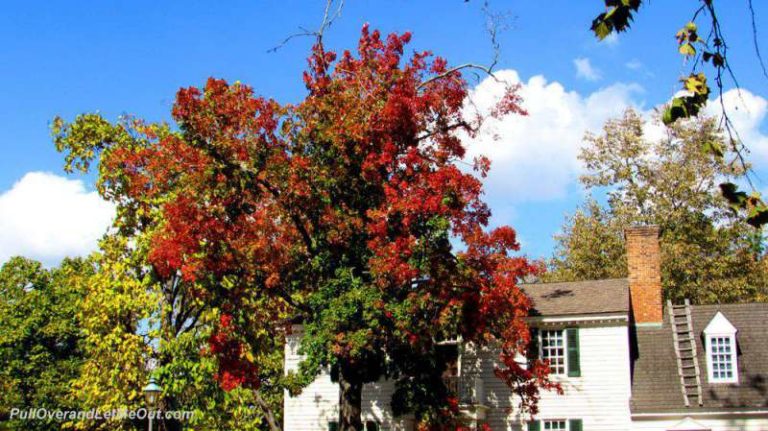 Colorful fall leaves on a tree