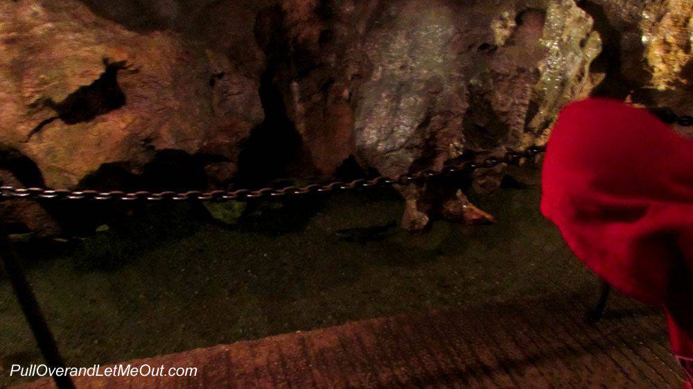 Trout in a stream inside Linville Caverns PullOverAndLetmeOut