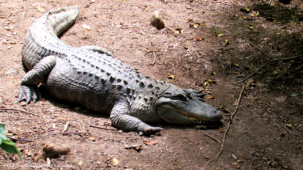 Gator