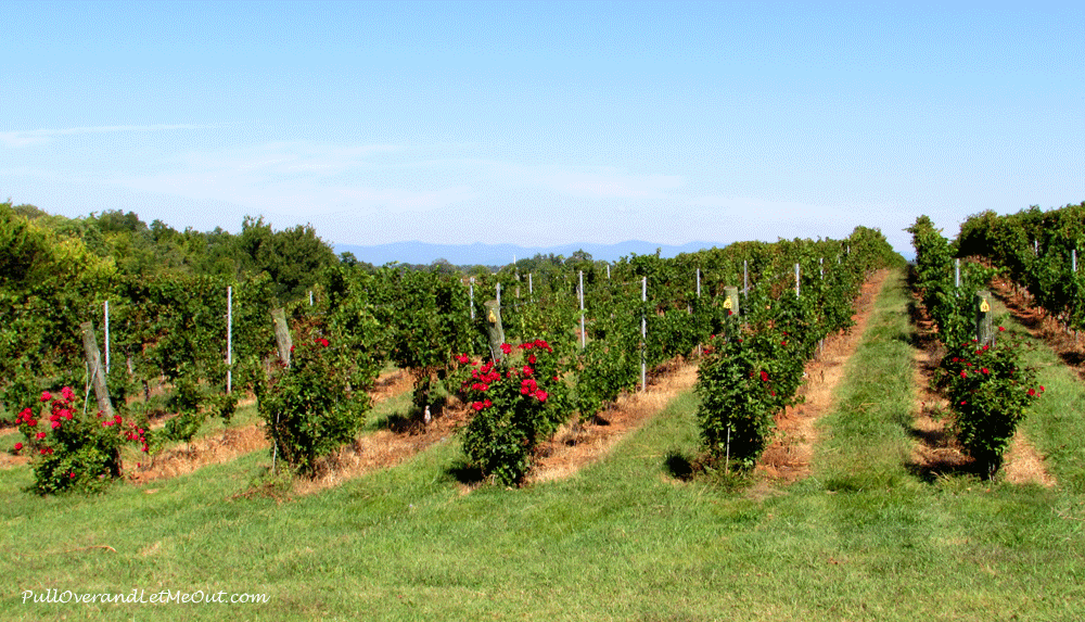 Blue-Ridge-in-the-backgroun