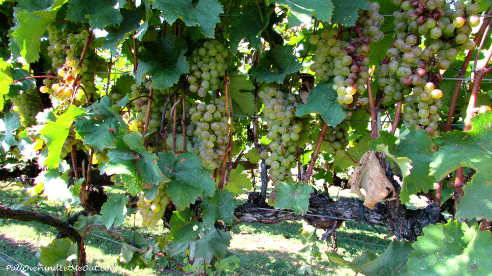 Grapes-on-the-vine-at-Horto