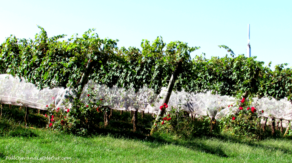 grapes-at-Barboursville-Vin