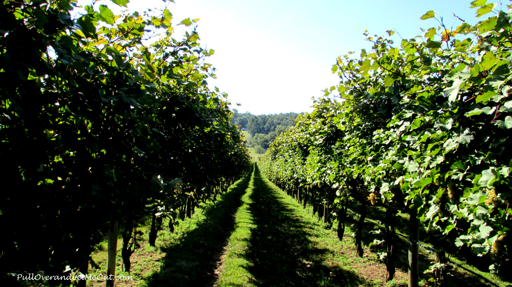 rows-of-grapes-at-Horton