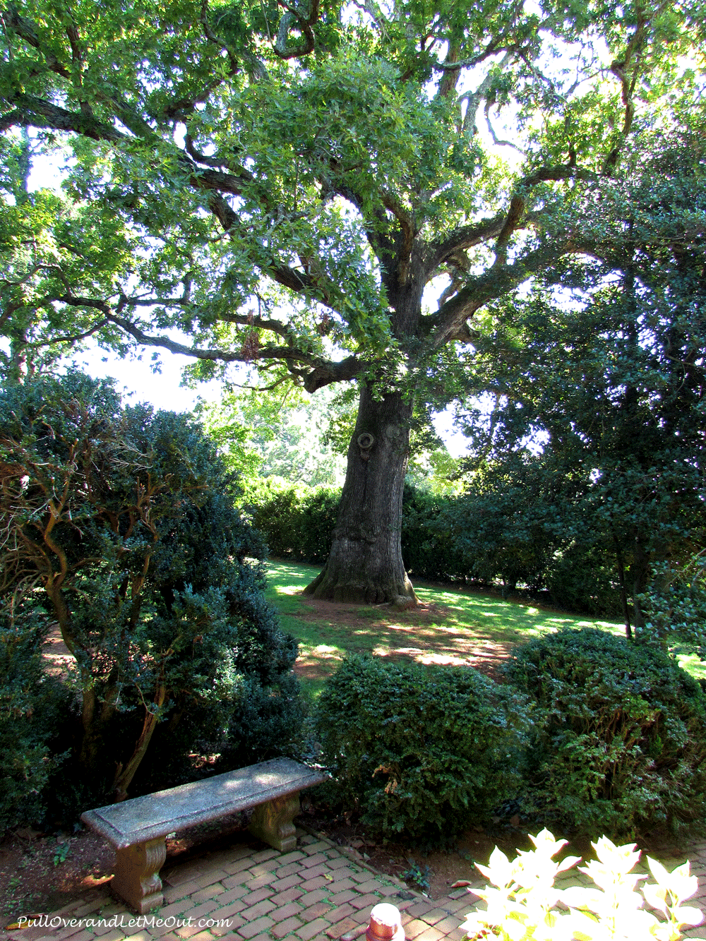 oldest-tree
