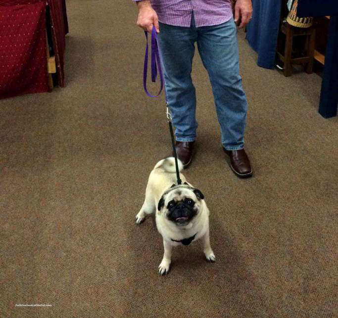 shopping-pug