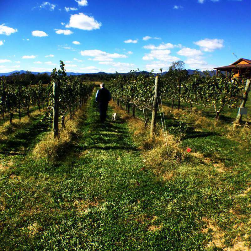 dog-friendly-vineyard