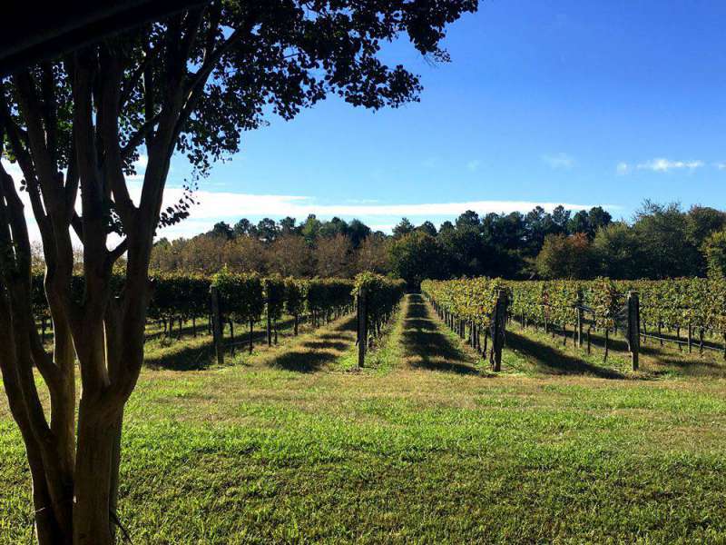 Williamsburg-Winery-vineyar