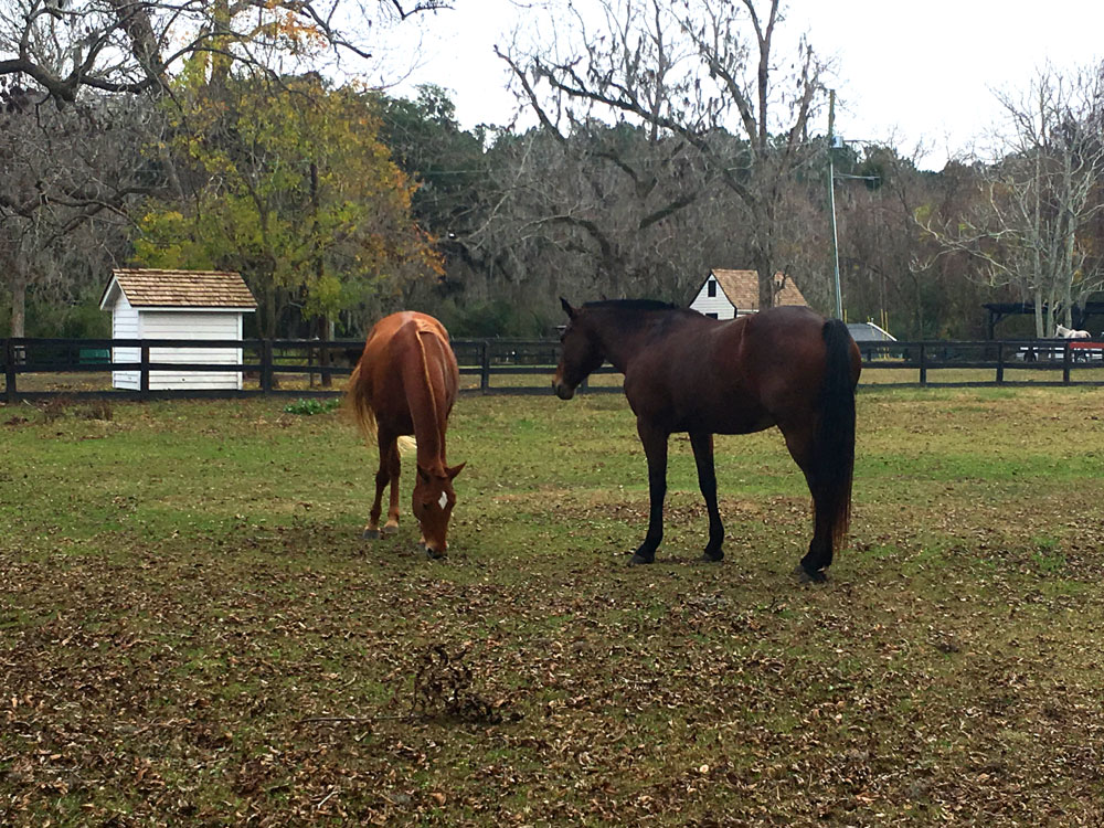 two horses in a field at Boone Hall Plantation in Charleston, SC