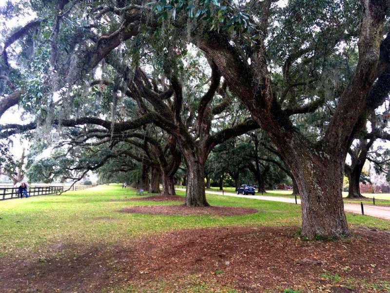 tree lined drive way at Boone Hall