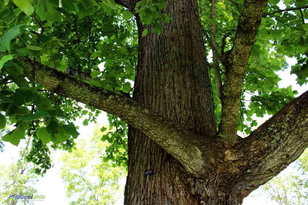 Tulip Poplar at Thomas Jefferson's Poplar Forest PullOverandLetMeOut