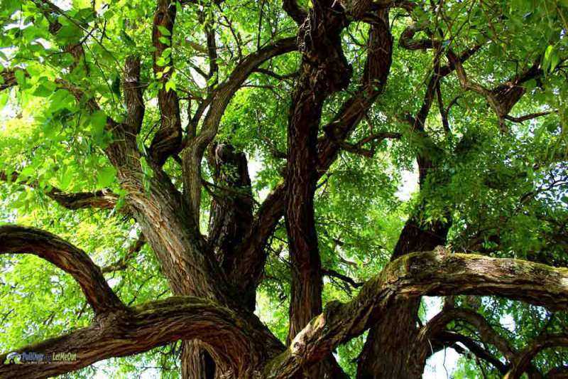 big old Tree at Patrick Henry's Red Hill PullOverandLetMeOut