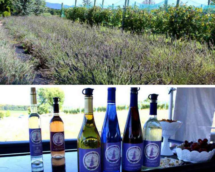 White Oak Lavender Farm Harrisonburg-Rockingham Artisan Trail PullOverandLetMeOut