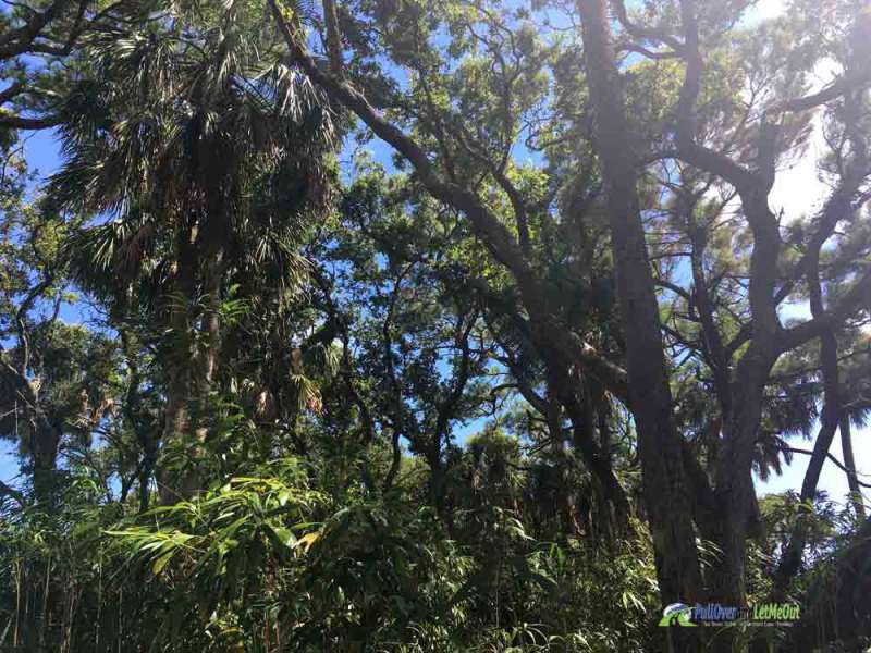 Kiawah Island Palm Trees PullOverandLetMeOut