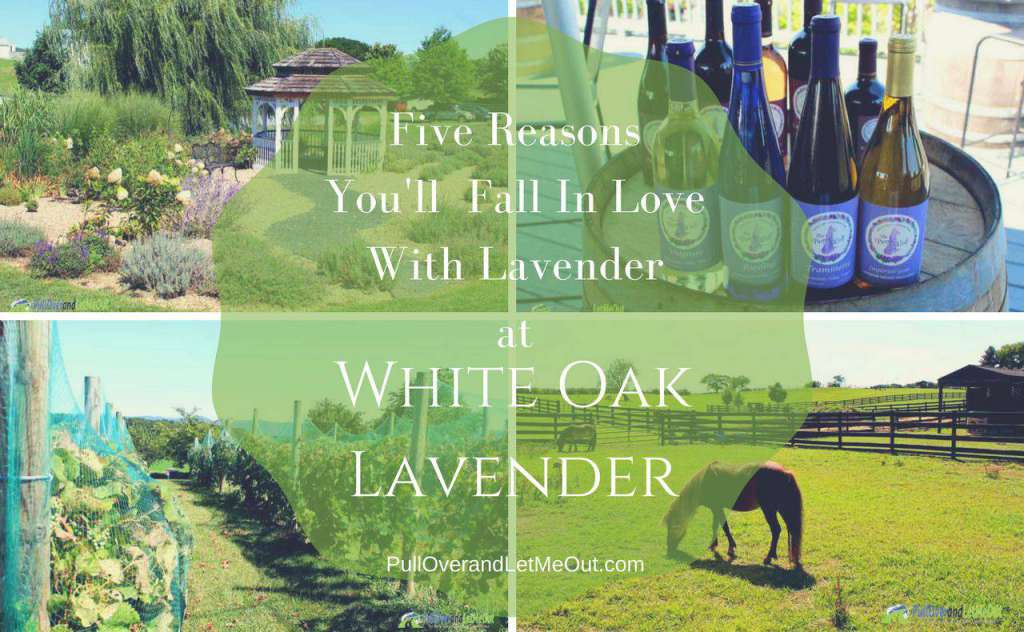 White Oak Lavender Farm PullOverandLetMeOut