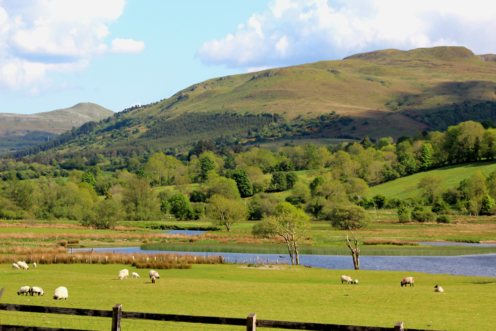 Glencar sheep by the lake Visit Ireland Now PullOverAndLetMeOut