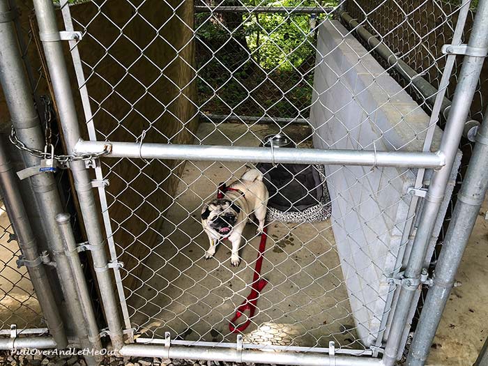 Biltmore 2025 dog kennels