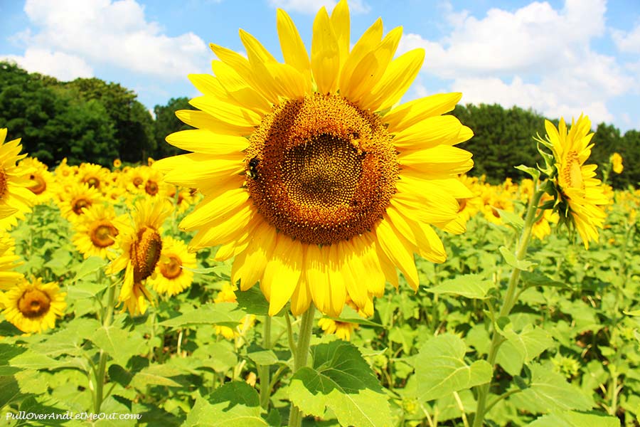 2nd-solo-Dix-Sunflower-Field-Raleigh-PullOverAndLetMeOut