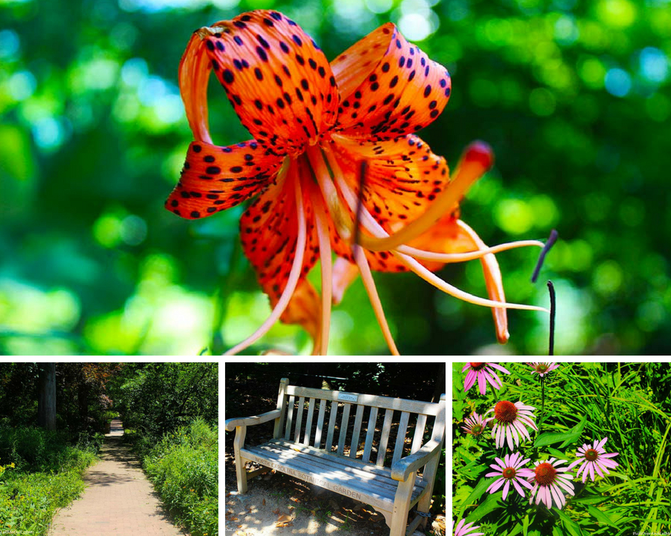 NC Botanical Garden Romantic Chapel Hill PullOverAndLetmeOut
