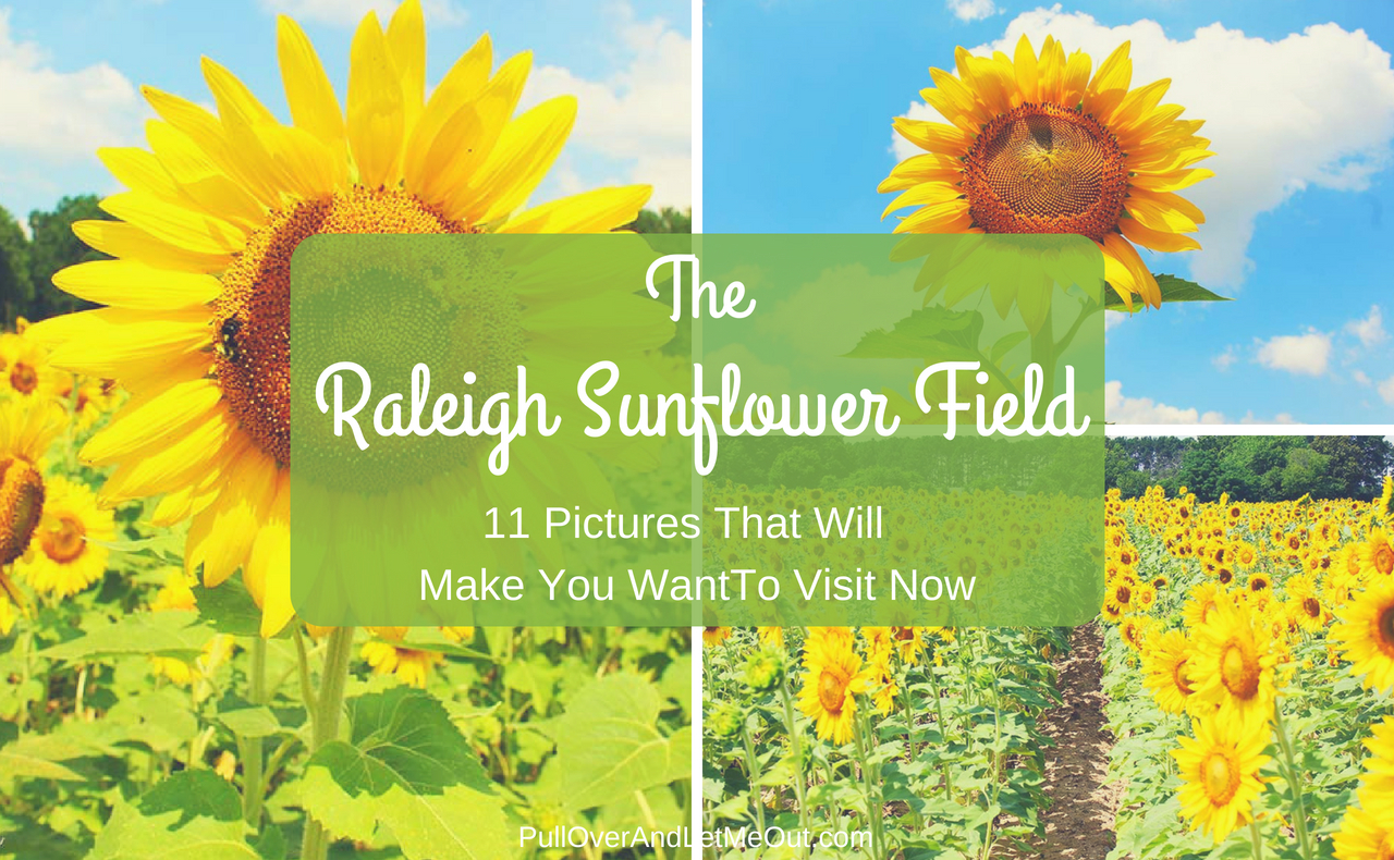 The Raleigh Sunflower Field, 11 Pictures That Will Make You Want To