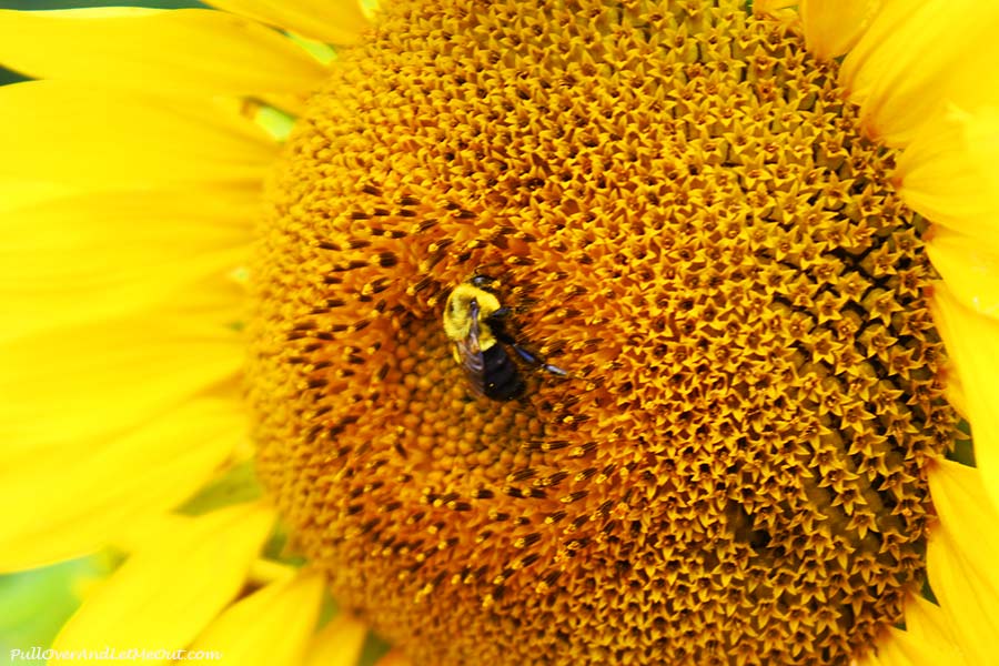 bee-close-Dix-Sunflower-Field-Raleigh-PullOverAndLetMeOut