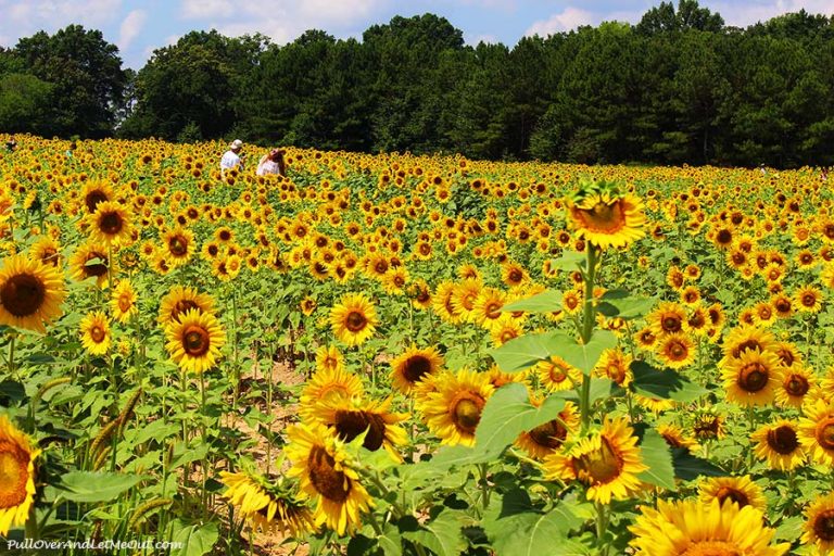 The Raleigh Sunflower Field, 11 Pictures That Will Make You Want To