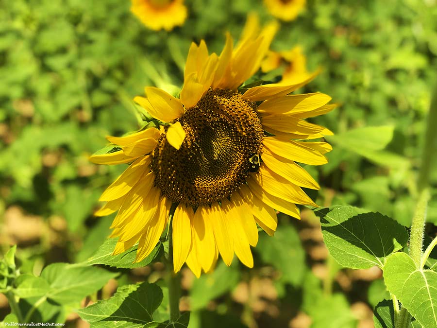 phone-bee-Dix-Sunflower-Field-Raleigh-PullOverAndLetMeOut