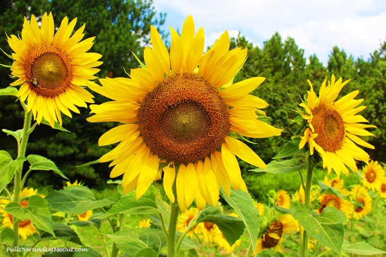 The Raleigh Sunflower Field, 11 Pictures That Will Make You Want To