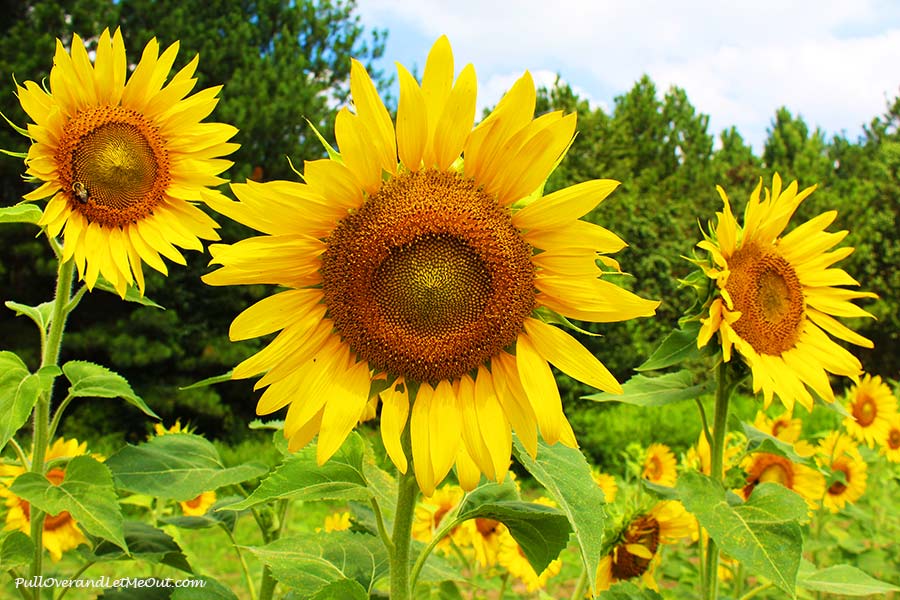 trio-Dix-Sunflower-Field-Raleigh-PullOverAndLetMeOut