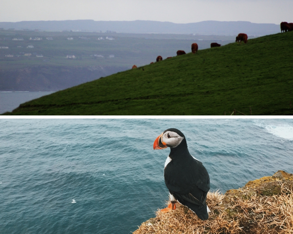 Wildlife at the Cliffs of Moher Ireland PullOverAndLetMeOut