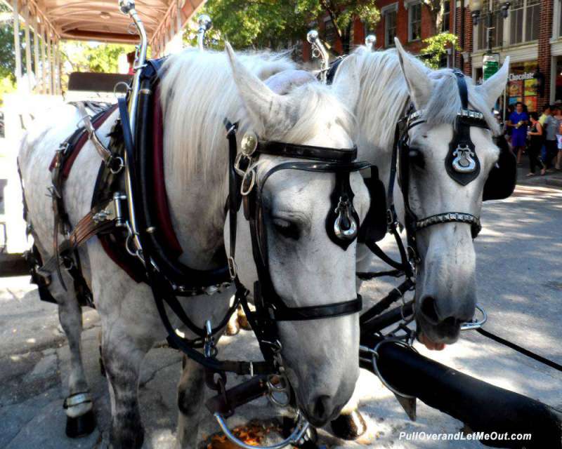 Mike-and-Harry Wilmington Carriage Ride