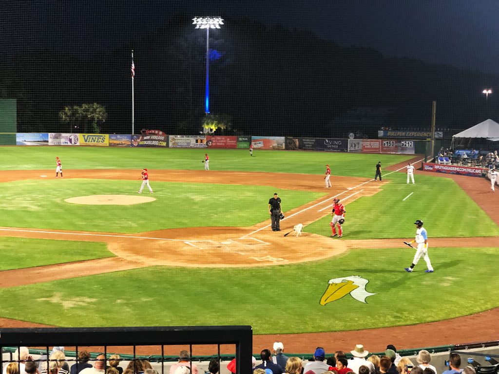 Myrtle-Beach-Pelicans-dog-batboy-PullOVerAndLetMeOut