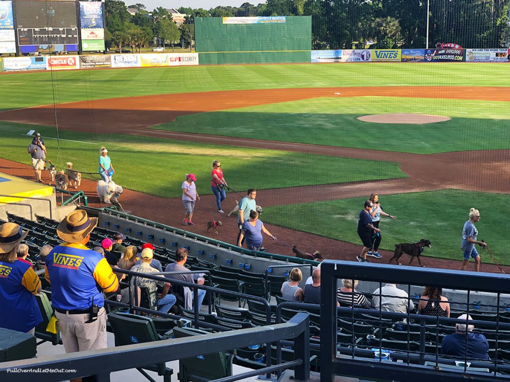 Myrtle-Beach-Pelicans-dog-parade-PullOverAndLetMeOut