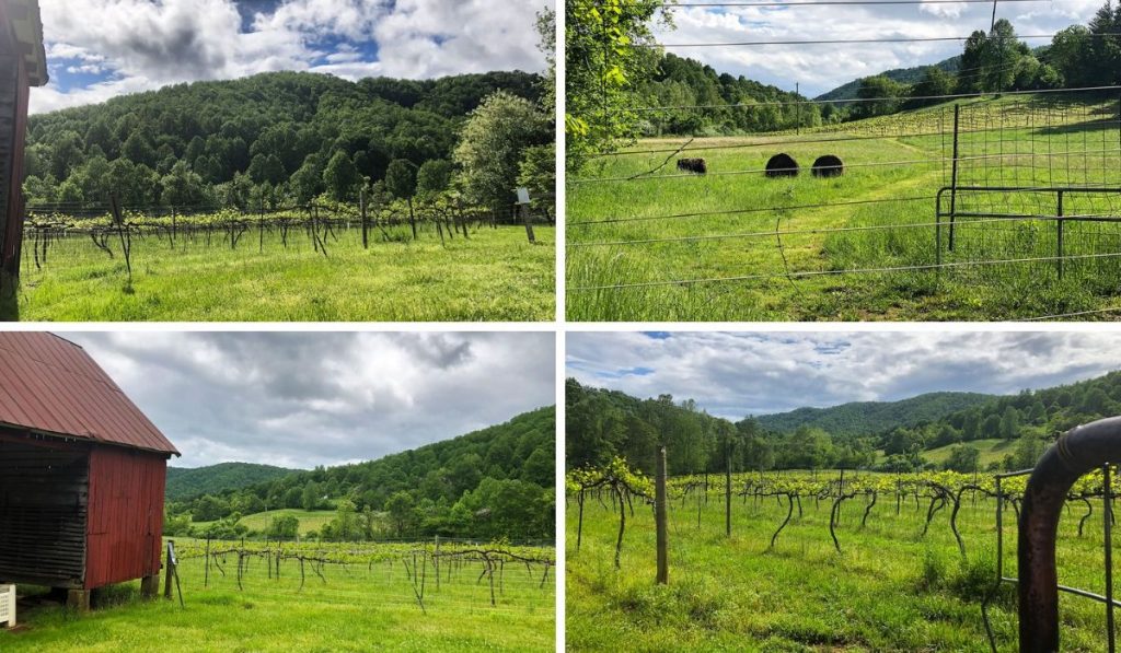 Beautiful lush mountain scenery surrounds Mountain Cove Vineyards in Nelson County, Virginia PullOverAndLetMeOut.com