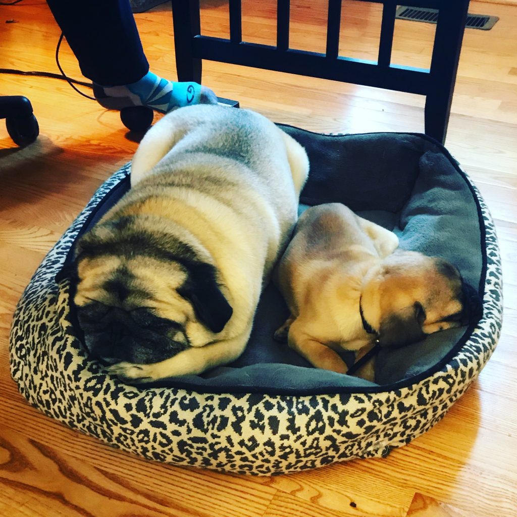 Two pugs sleeping in a dog bed. PullOverAndLetMeOut.com