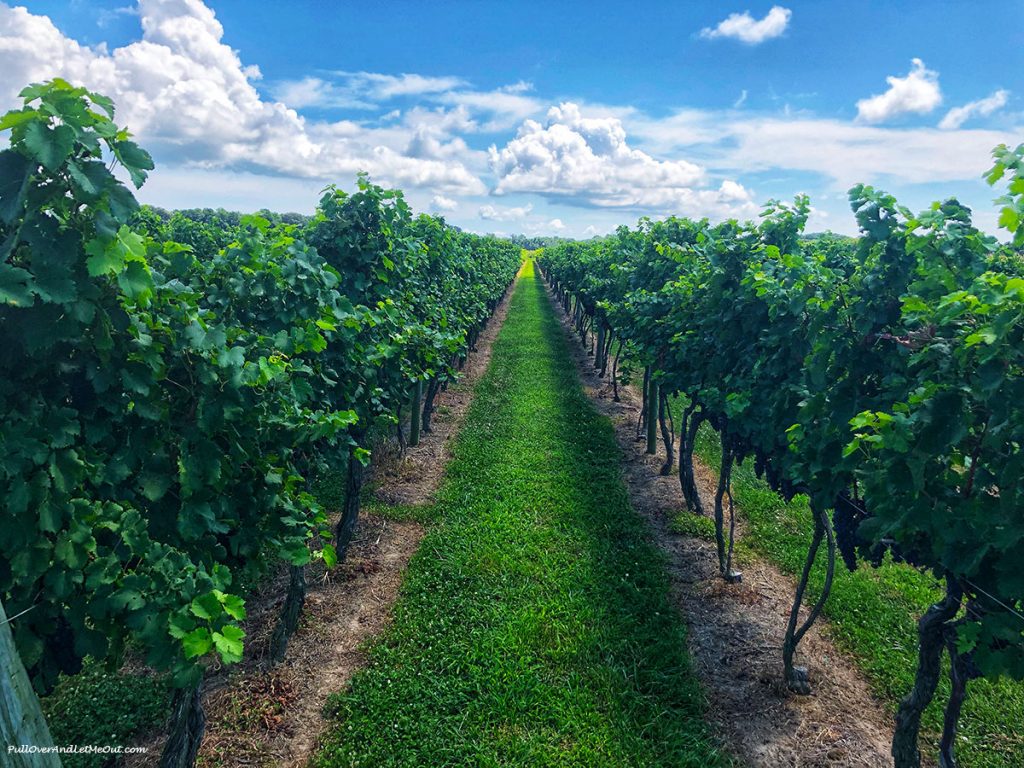 Rows of grapevines.