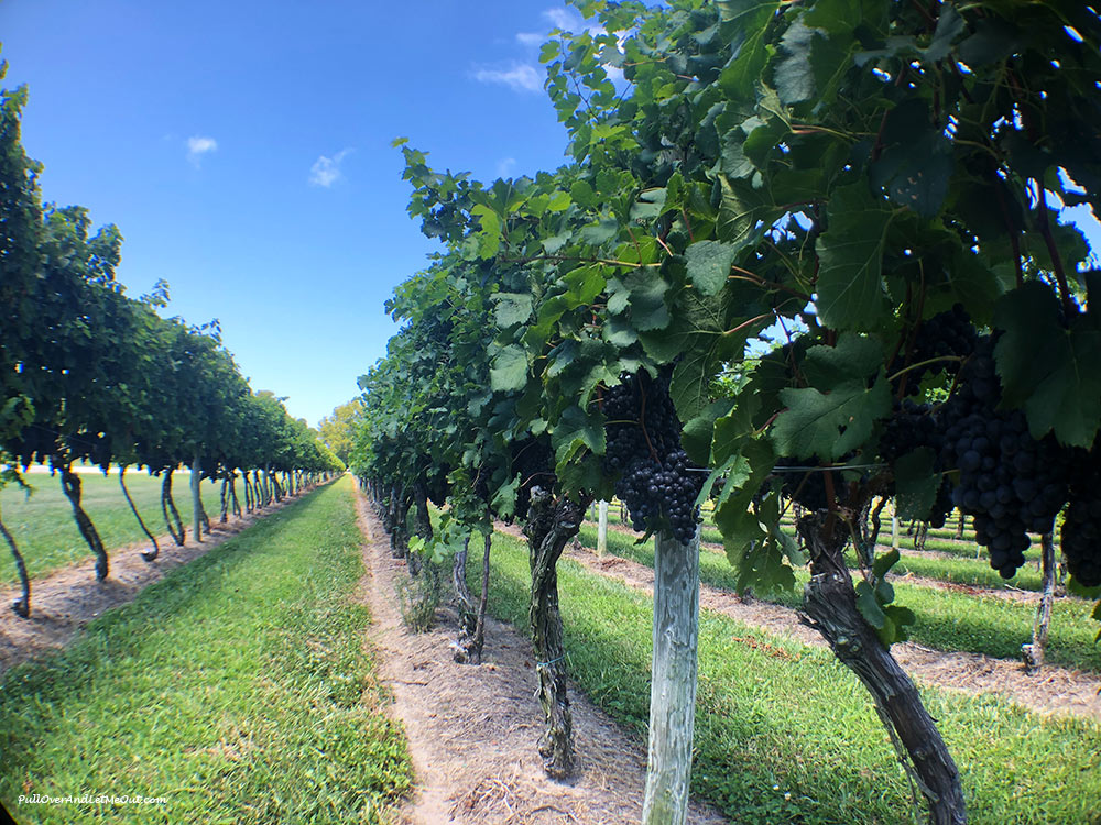 Summer grapes at Chatham Vineyards on Church Creek