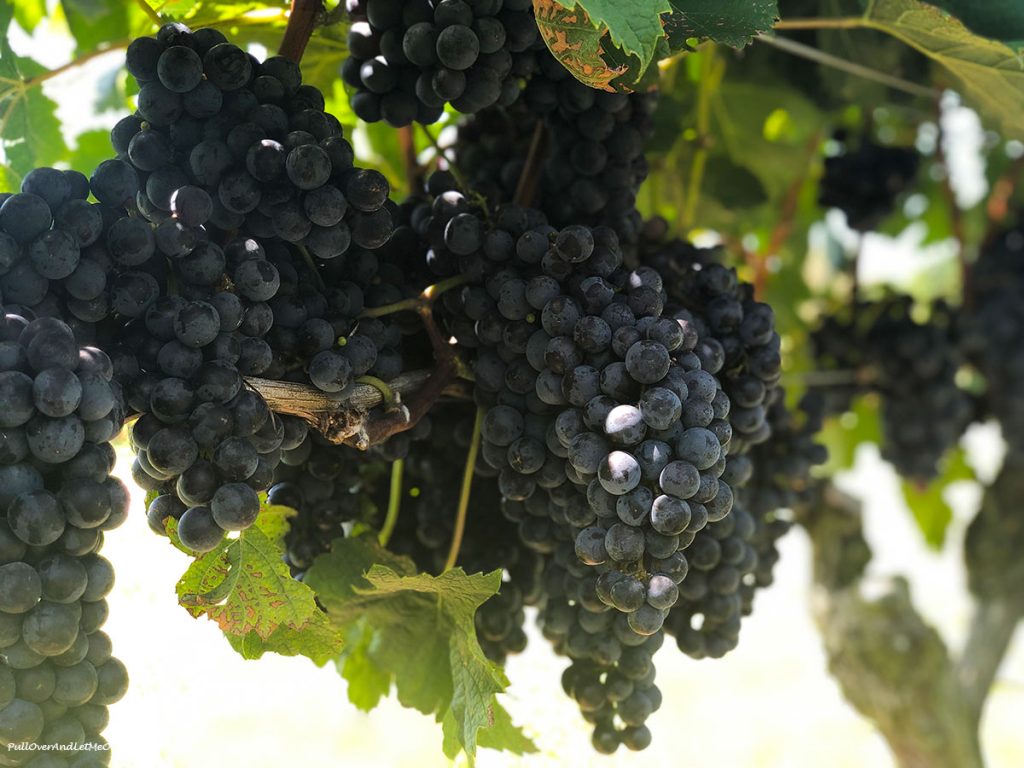 Grapes on the vine.