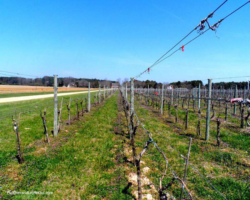 Springtime grape vines at Chatham Vineyards